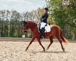 broodmare WhyNot Cavina (German Riding Pony, 2010, from Schoenbrunn Lario)