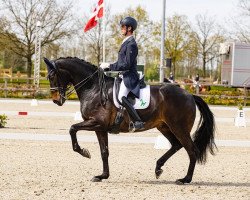 dressage horse Mysterious Star (Oldenburg, 2013, from Métall)