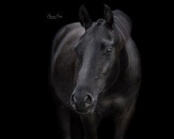 Pferd sodalites precious one (Quarter Horse, 2020)