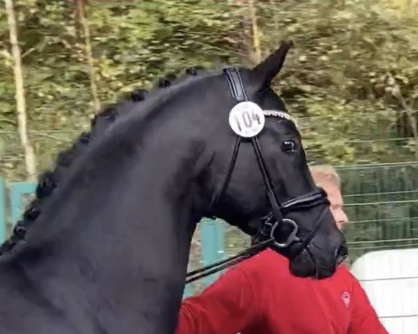 Dressurpferd Bourani B (Deutsches Sportpferd, 2020, von Bon Courage 4)