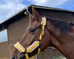 dressage horse Friedrich 47 (Hanoverian, 2018, from Finnigan)