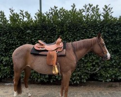 horse Codys April Joy (Quarter Horse, 2019)