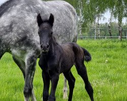 Dressurpferd Glücksmoment CF (Deutsches Reitpony, 2023, von Golden Grey NRW)