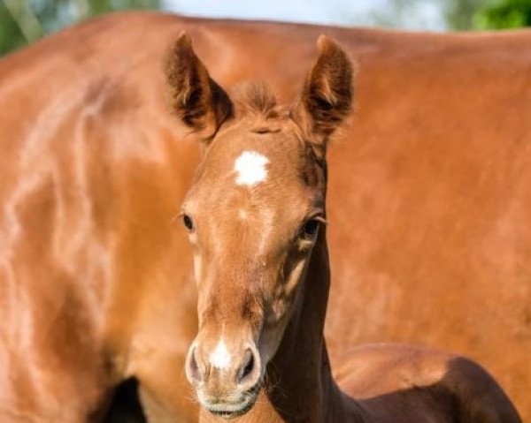 dressage horse Qua´Fidera (Oldenburg, 2022, from Fidertanz)