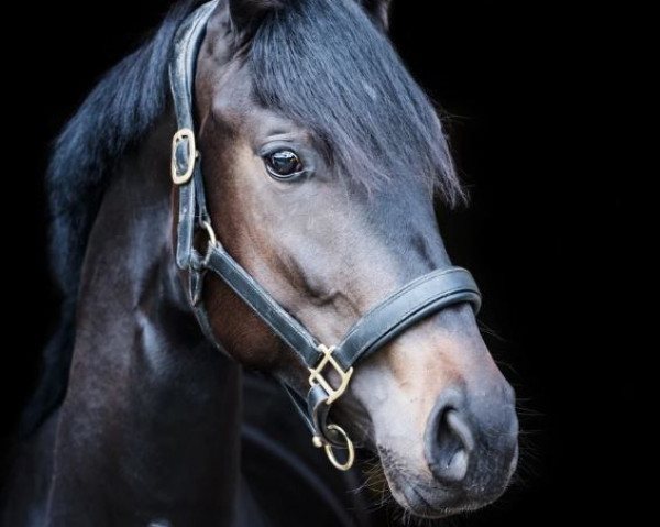 dressage horse Sissilinde von Franz (Oldenburg, 2019, from Franziskus FRH)