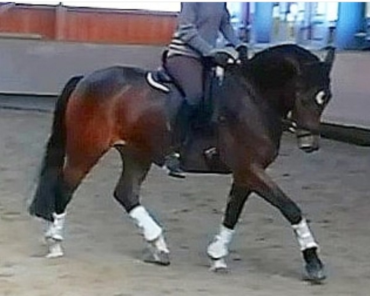 Dressurpferd African Aidan (Deutsches Reitpony, 2012)