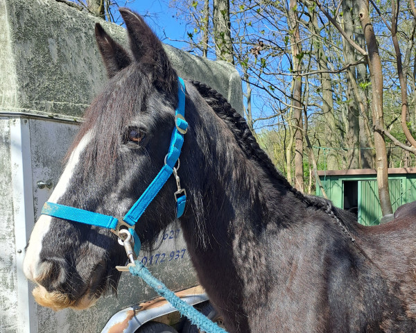 Pferd Katinka (Tinker / Irish Cob / Gypsy Vanner, 1998)