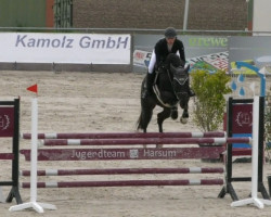 jumper Dovina's Crazy Love Z (Zangersheide riding horse, 2017, from Dominator 2000 Z)