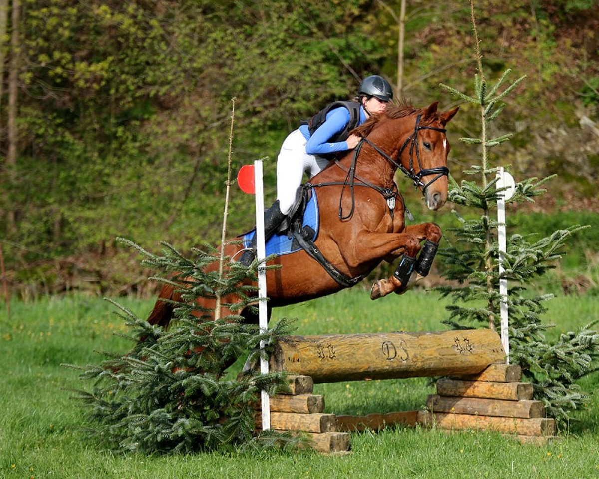 Springpferd Laeti Aureum XX (Englisches Vollblut, 2018, von Prince in Gold xx)