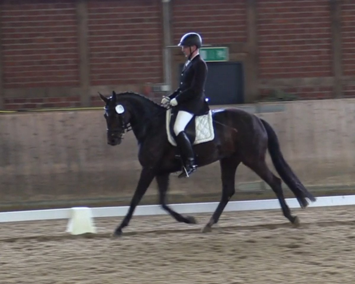 dressage horse Fayenne W (Hanoverian, 2017, from Fürstenball)