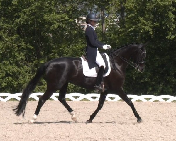 dressage horse Duchess Ellington (Hanoverian, 2011, from Duke Ellington)