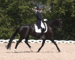 dressage horse Duchess Ellington (Hanoverian, 2011, from Duke Ellington)