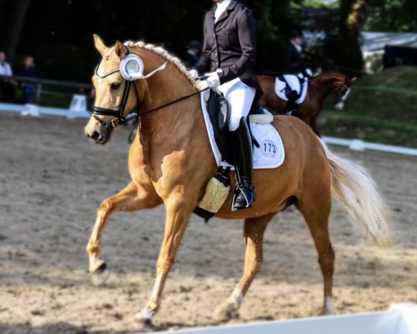 broodmare Pippilotta B WE (German Riding Pony, 2016, from Dimension AT NRW)