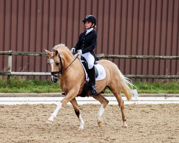 dressage horse Knaller 3 (German Riding Pony, 2007, from Frankenhoeh's Kir Royal)