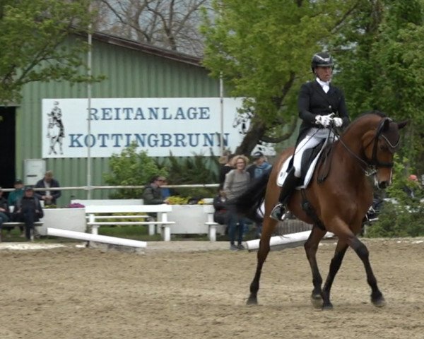 dressage horse Elmar (KWPN (Royal Dutch Sporthorse), 2009, from Serano Gold)