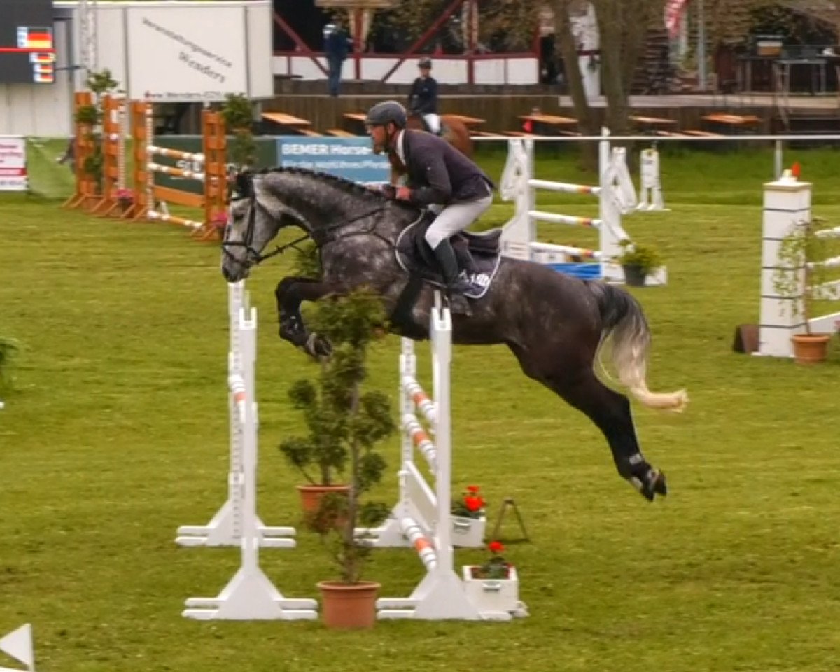 Springpferd Coolboy 7 (Deutsches Sportpferd, 2016, von Colman)
