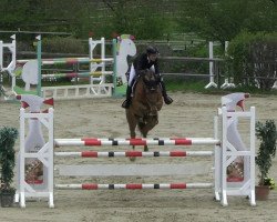 jumper Russel van't Zorgvliet (Belgian Warmblood, 2017, from Flipper d'Elle)