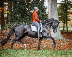 dressage horse Loxana 5 (Oldenburg, 2011, from Lord Loxley I)