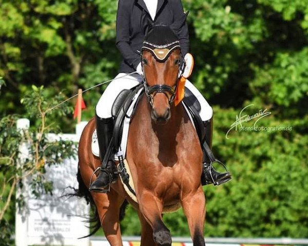 dressage horse Simply Cool 4 (Hanoverian, 2016, from Sir Donnerhall I)