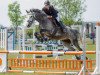 jumper Handryk's Hiro (Trakehner, 2008, from Handryk)