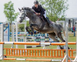 jumper Handryk's Hiro (Trakehner, 2008, from Handryk)