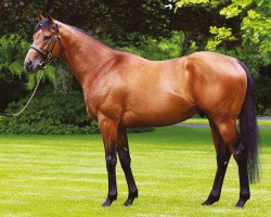 stallion The Gurkha xx (Thoroughbred, 2013, from Galileo xx)