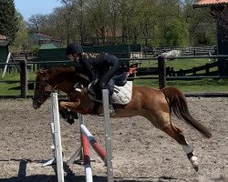 jumper Amalia (Welsh-Pony (Section B), 2014, from Tizian)