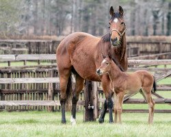 broodmare Blue Diamond xx (Thoroughbred, 2018, from Galileo xx)