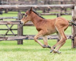 horse Hengst von Siyouni xx (Thoroughbred, 2023, from Siyouni xx)