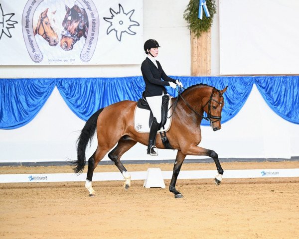 dressage horse Fürstfranklin (Hanoverian, 2018, from Franklin)