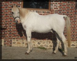 stallion Abna Fiddi ox (Arabian thoroughbred, 1976, from Indian Silver ox)