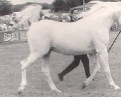 stallion Indian Silver ox (Arabian thoroughbred, 1970, from Indian Magic ox)