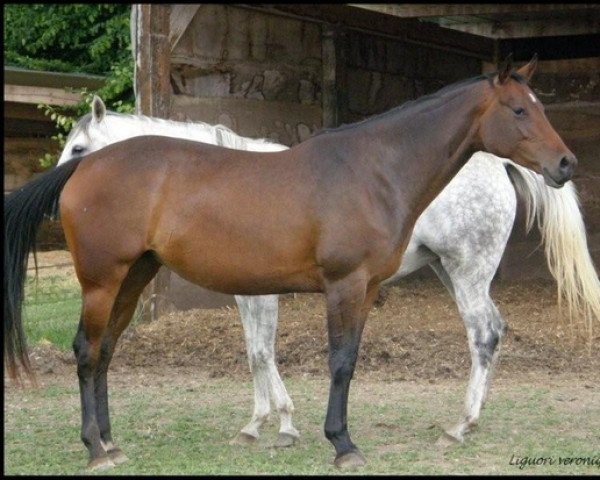 broodmare Quinctia des Pins (Selle Français, 2004, from Jeff de l'Etang)