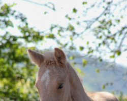 dressage horse Dahlia (German Riding Pony, 2023, from Crown Dramatic)