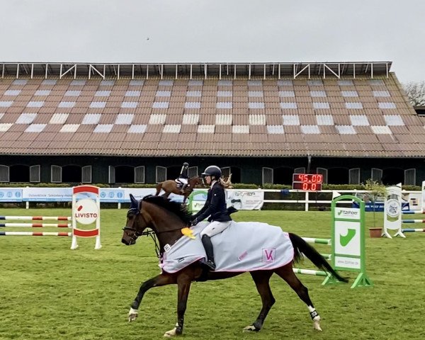 jumper Unplugged B (German Sport Horse, 2018, from Unlimited)