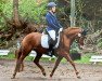 dressage horse DMC DeLorean (German Riding Pony, 2015, from Dimension AT NRW)