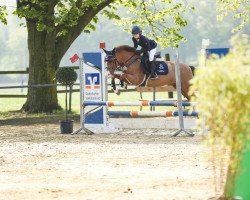 jumper Te Amo 2 (New Forest Pony, 2006, from Woodrow Carisbrooke)