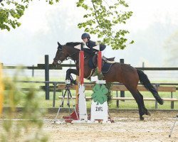 jumper Nimmerdor's Poycos (New Forest Pony, 2008, from Hoppenhof's Shardon)