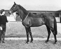 broodmare Lucky Eagle xx (Thoroughbred, 1963, from Bald Eagle xx)