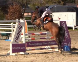 jumper Spiderman RF (Oldenburg show jumper, 2018, from I'm Special de Muze)