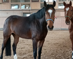 Zuchtstute Foundation´s Maydena (KWPN (Niederländisches Warmblut), 2017, von Foundation 2)