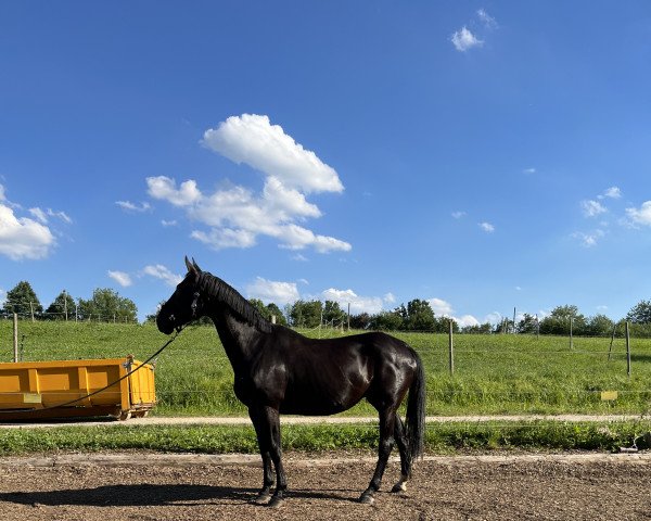 broodmare Ronja (Oldenburg, 2006, from Mon Dieu)