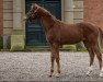 dressage horse Zeaside (Oldenburg, 2022, from Blue Hors Zackerey)