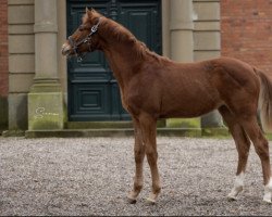 dressage horse Zeaside (Oldenburg, 2022, from Blue Hors Zackerey)