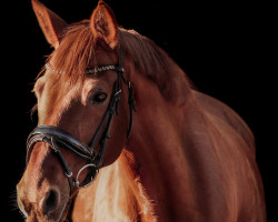 dressage horse Flagrant (Trakehner, 2006, from Ostermond)