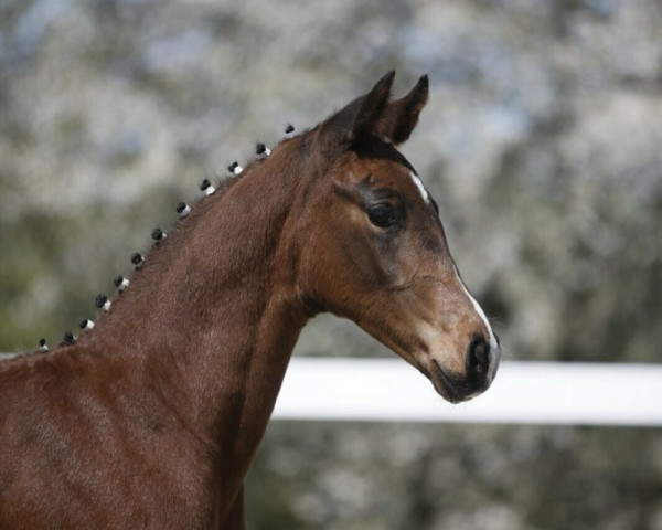 dressage horse Shakespeare (German Sport Horse, 2021, from Shomari S)