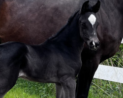 dressage horse Romero‘s Fia (Hanoverian, 2023, from Romero Rubin)