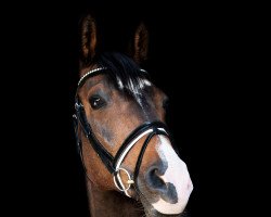 dressage horse Itzeblitz 3 (Trakehner, 2009, from Eloquent)