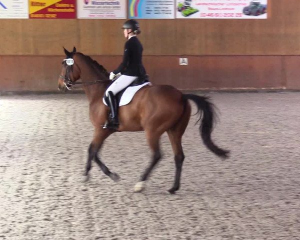 Reitturnier Risum-Lindholm 2023