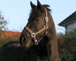 dressage horse Casja v.Piru (Friese, 1992, from Franke 251)